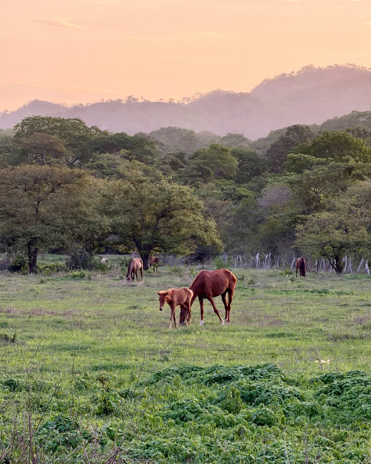 Horses grazing on the finca at golden dusk, with the lit court pavilion among the trees behind